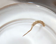 Rattail-maggot.jpg