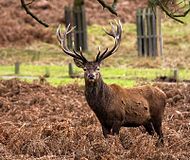 Red Deer Stag.jpg