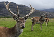 Red deer stag.jpg
