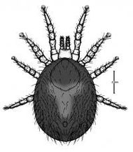 Snake mite.jpg