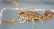 StripedBarkScorpion.jpg