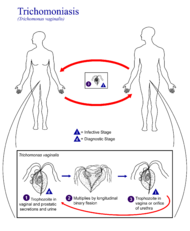 Trichomoniasis 01.png