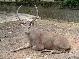 Индийский замбар