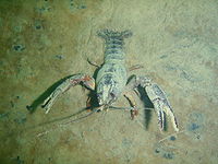 Actacus actacus1.JPG