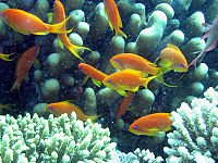 Anthia goldfish.JPG