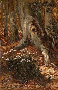 Asperula Fagus.JPG