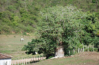 Baoba Poco Comprido.JPG