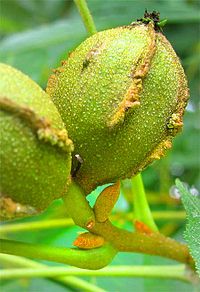 Bitternut-fruit.jpg
