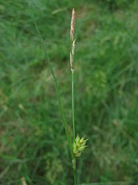 Carex hirta mann.jpeg