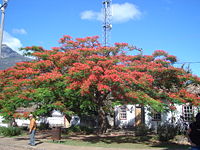 Catas altas1.JPG
