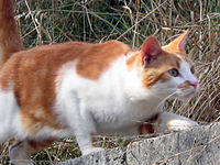 Chat-affut.JPG