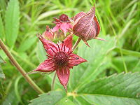 Comarum palustre.JPG