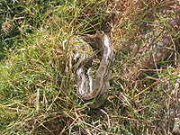DjoudjPython.JPG