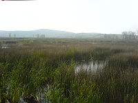 Dragoman blato11.JPG