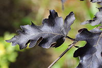 Fagus-sylvatica-rohan-weeping.JPG