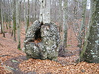Fagus sylvatica.jpg