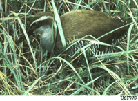 Guam rail.gif