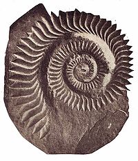 Helicoprion Bessonovi2.jpg