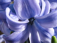 Hyacinthusorientalis.JPG