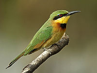 Merops pusillus 2.jpg