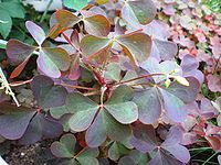 Oxalis stricta001.JPG