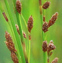 Restio tetraphyllus0-2.jpg