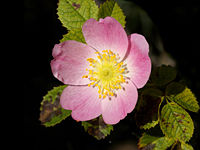 Rosa canina .jpg