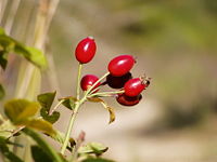 Rosa canina fruits.jpg