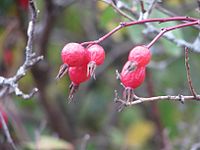 Rosa majalis17092011 1.jpg