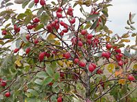 Rosa majalis17092011 2.jpg