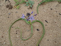 Scilla ramburei.JPG