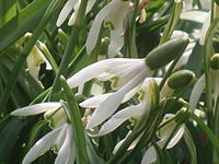 Snowdrop ukraine.JPG