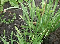 Allium nutans.JPG