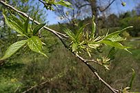 Eucommia-ulmoides.JPG