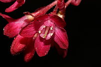 Ribes sanguineum 5419.JPG
