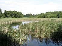 Inselteich 01.jpg