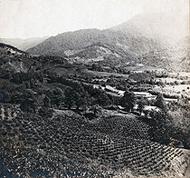 Tea plantations in Chakva.jpg