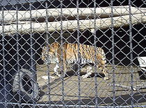 Tigr.jpg