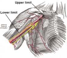 Axillary limits.PNG