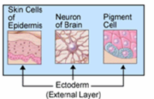 Ectoderm.png