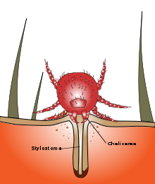 File-Chigger bite.svg