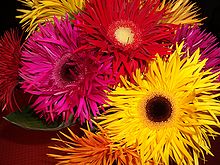 Gerbera03.JPG
