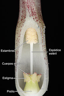 Inflorescencia.jpg