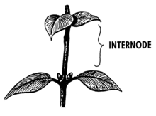 Internode (PSF).png