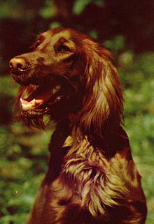 Irish Setter.JPG