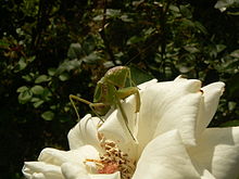 Mantis religiosa 3.JPG