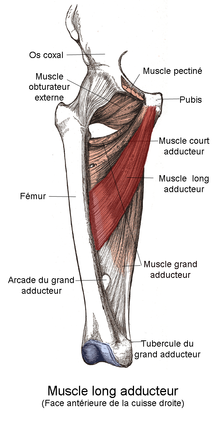 Muscle long adducteur.png