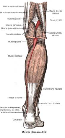Muscle plantaire.png