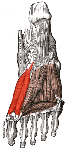 Musculus flexor hallucis brevis.png