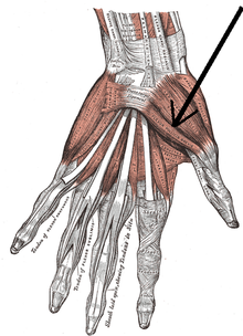 Musculusflexorpollicisbrevis.png